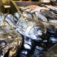 Semana Santa: Revelan precios y los pescados o mariscos más cotizados para el viernes