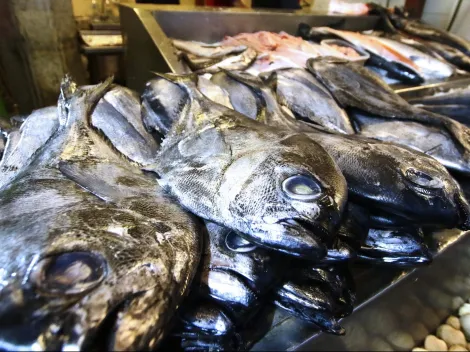 Advierten alza en precio de pescados o mariscos en Semana Santa