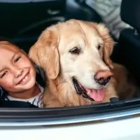 ¿Viajas con tu mascota este fin de semana largo? Esto dice la Ley de Tránsito al respecto