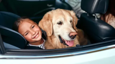 Viajes seguros con mascotas