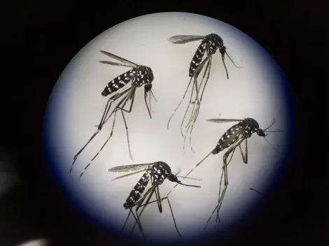 ¿Cómo se contagia el dengue? Alerta por gran aumento de casos