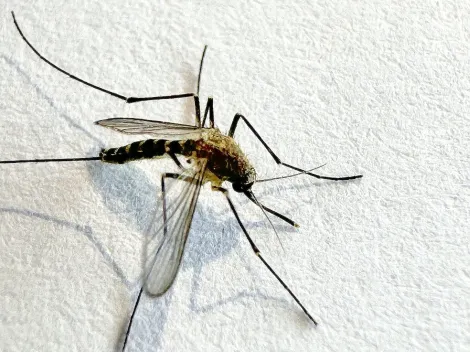 ¿Cuáles son los síntomas del dengue y cómo se transmite?