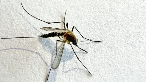 Mosquito isolated on white paper background Aedes aegypti Mosquito.