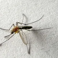 ¿Qué hacer si encuentro el mosquito del dengue y cómo se puede evitar su propagación?