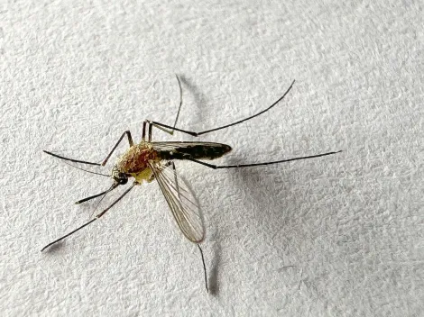 ¿Qué hacer si encuentro al mosquito del dengue?
