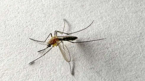 Mosquito abunda en zonas con residuos de agua.