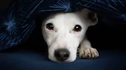 Terrier blanco tumbado bajo la ropa de cama.