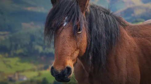 Caballo (imagen referencial)