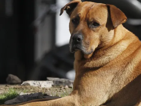Alimento para perros retirado del comercio: ¿Por qué y dónde fue?