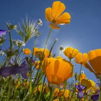 ¿Cuándo empieza la primavera? Descubre cuánto falta para que termine el invierno en Chile