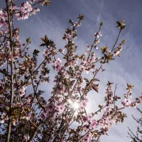 ¿Cuándo empieza la primavera? Se acerca el cambio de estación y los anocheceres más tardes