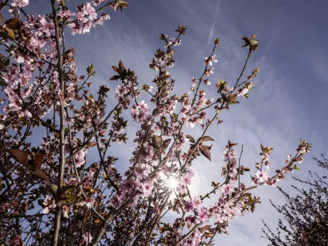 ¿Cuándo empieza la primavera en Chile?