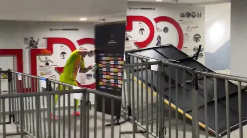 Mele descargó su ira en la zona mixta tras la elimianción.