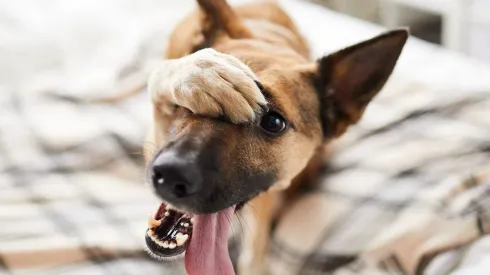 ¿Pueden los perros entender palabras? Un estudio lo confirma