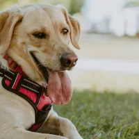¿COVID-19 en mascotas? Científicos chilenos encuentran sorprendente hallazgo