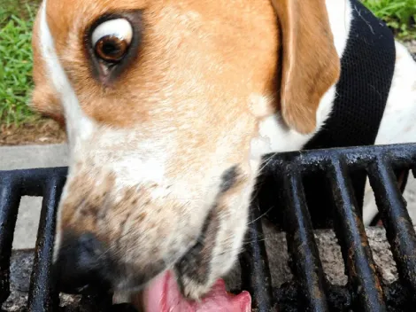 Cómo proteger a tus mascotas en Fiestas Patrias: Consejos esenciales de un veterinario