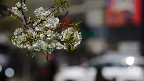 Brotes de primavera en la RM