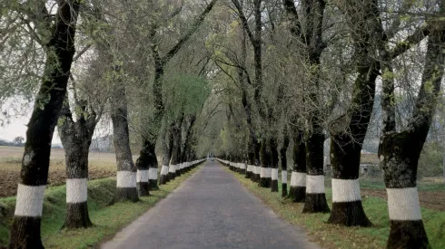 Conoce los motivos tras esta práctica de pintar de blanco los árboles.