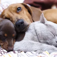 Dermatitis atópica en mascotas: Veterinario explica cómo cuidar a tu perro de las alergias de primavera