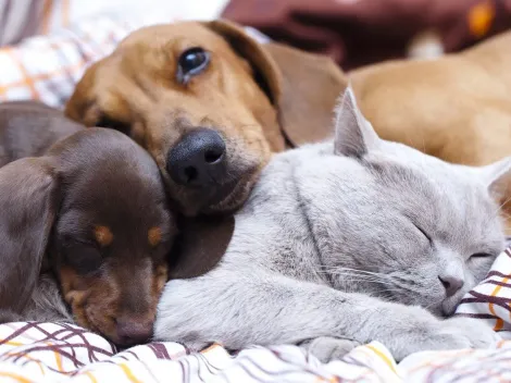 Veterinario explica cómo cuidar a tu perro de las alergias de primavera