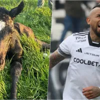 ¿Provoca a la U? Arturo Vidal bautiza a su nuevo caballo con soñado título de Colo Colo
