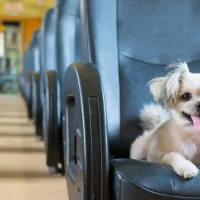Perros, tortugas y hasta conejos: estas son las precauciones para viajar en bus con tu mascota