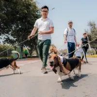 ¡Perritos se tomarán las calles de Santiago en icónica corrida familiar!