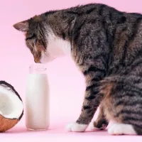 Los beneficios desconocidos del aceite de coco en mascotas