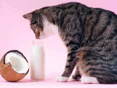 Conoce los beneficios del aceite de coco en las mascotas