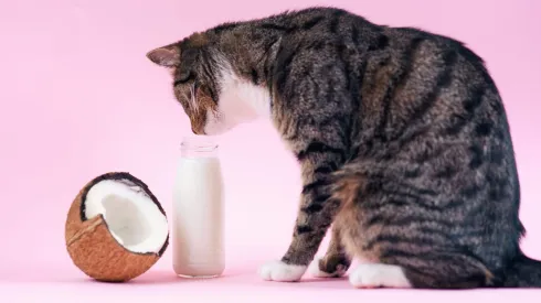 Aceite de coco en mascotas.