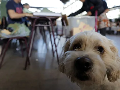 ¿Se puede ir a votar con mascotas?