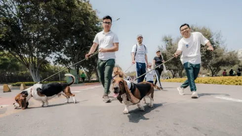 Hush Puppies Walk&Run Editions.