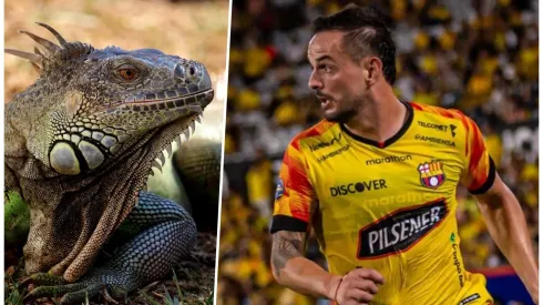 En Ecuador ha sido un festín el tema de que a Rivero no le gustan las iguanas.