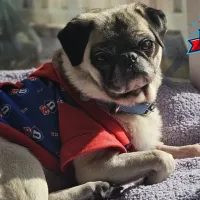 Fue replicada hasta en Argentina: “Simona la Pug” entregó la predicción de U de Chile vs Lanús