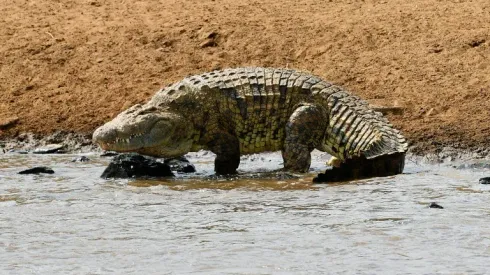 Mozambican footballer killed in croc attack