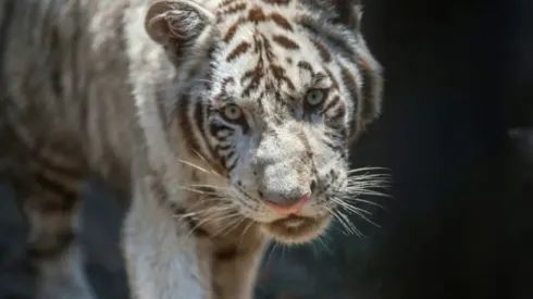 Mexico zoo names tiger cub for French football star Gignac