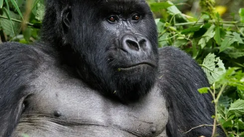 Rwanda becomes Arsenal's official tourism partner