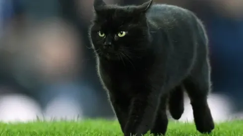 Wolves avoid cat-astrophe to beat Everton