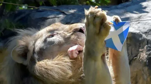 Roaring success at Euros for 'psychic' Thai lion