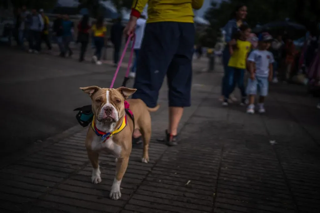 Imágenes de los incidentes. (Foto: Getty)
