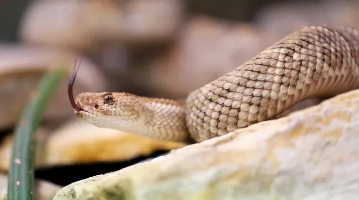 Foto: Roland Weihrauch/picture alliance via Getty Images