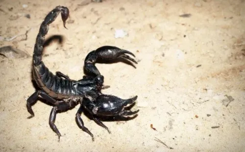 Foto: Pixabay - Um escorpião.