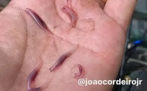 Reprodução/Instagram oficial de João Cordeiro - João mostra alguns candirus.