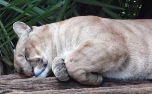 Onça-parda é nativa da região mineira (Pixabay/otavio-souza)