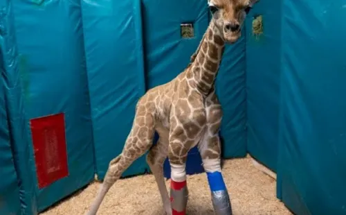 Imagem: Reprodução/Instagram oficial do Zoológico de San Diego (@sdzsafaripark)