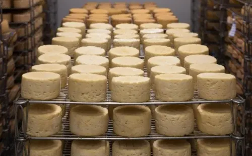 Queijos são produzidos de formas diferentes e dependendo da produção podem exalar um odor mais forte (pixabay/AnthonyArnaud)