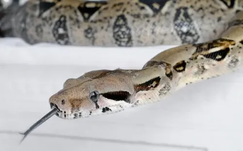 Foto: Pixabay - Jibóia.