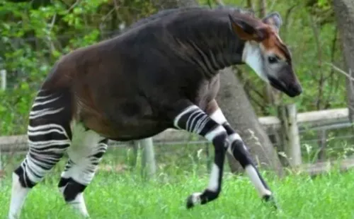 Reprodução/Twitter oficial do Oklahoma City Zoo and Botanical Garden - Um Ocapi.