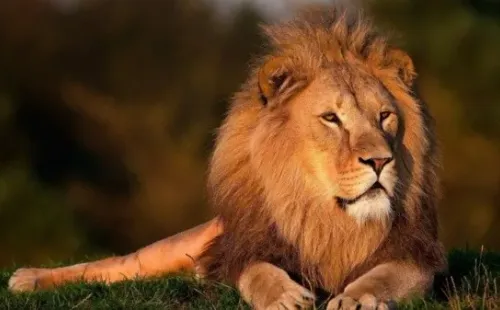 Foto: Pixabay - Leão.