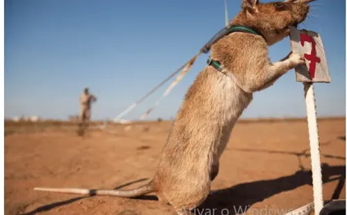 Foto: Site oficial da APOPO - Um roedor em treinamento.